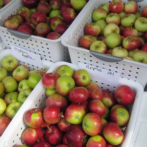 Red Apples