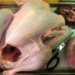 Our friend the turkey