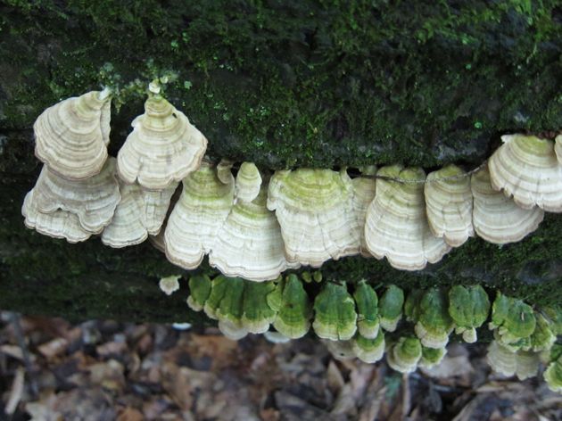 a mushroom keyboard