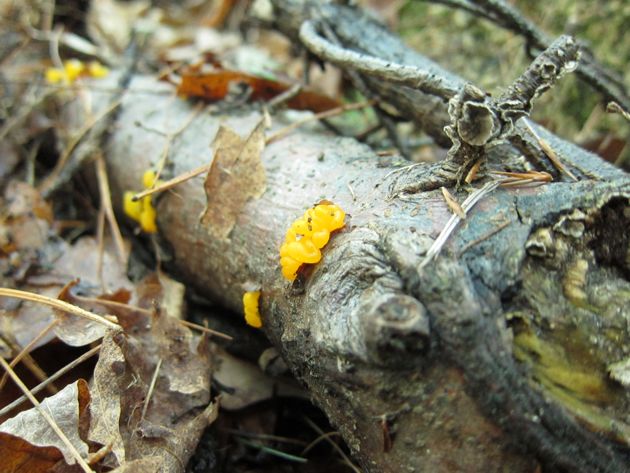 Witch's Butter on a log