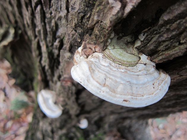 white mushroom on a tree trunk
