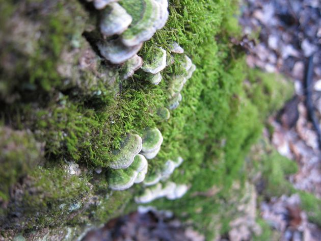 shelf mushrooms and moss
