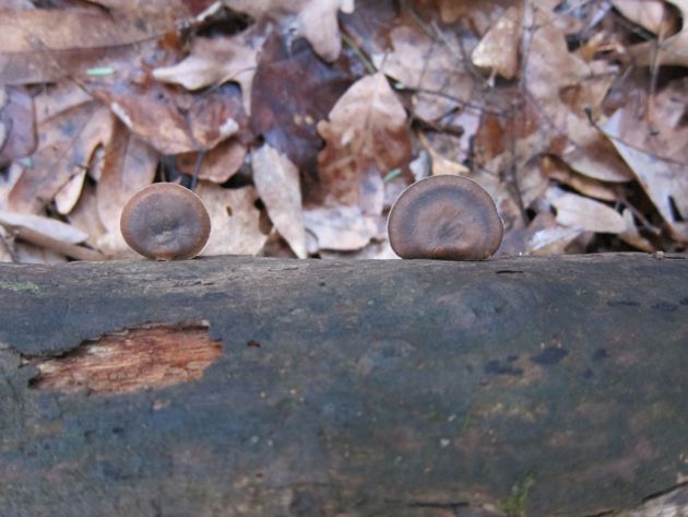 little brown mushrooms from above