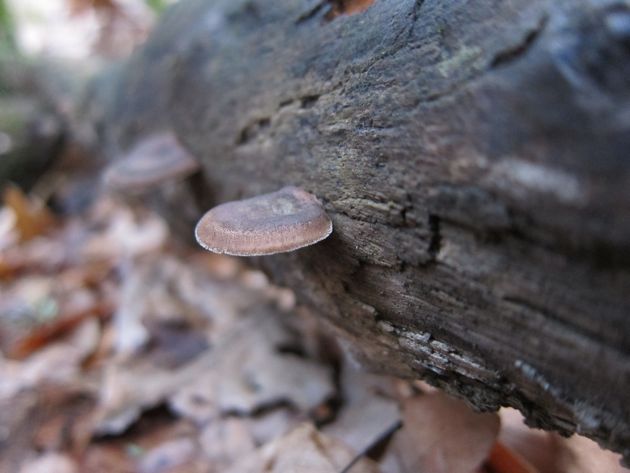 little brown mushroom on a stump