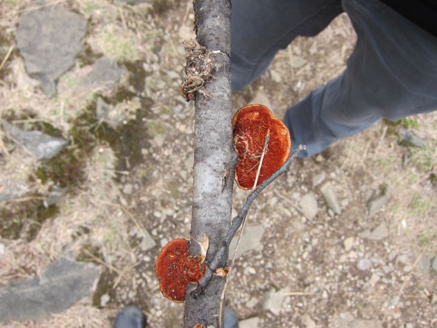 surprise red underside of white flat mushroom on a stick