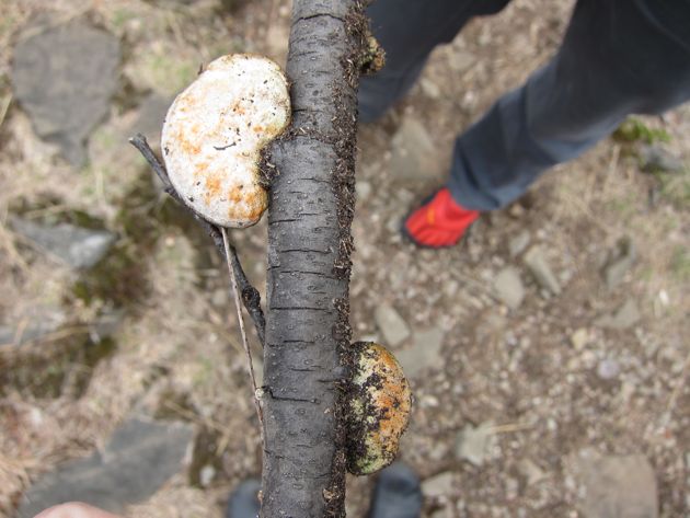 white flat mushroom on a stick