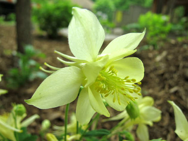 yellow flowers