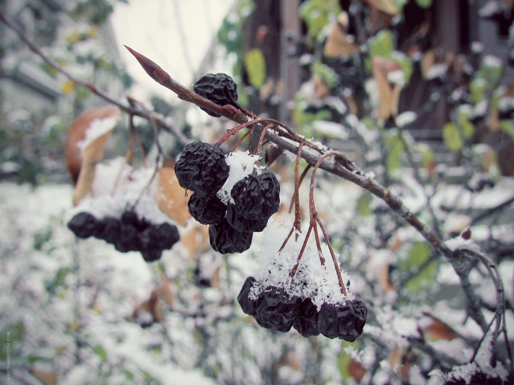 snowcapped berries pictures from a morning walk during Minneapolis' first (real) snow, 2012