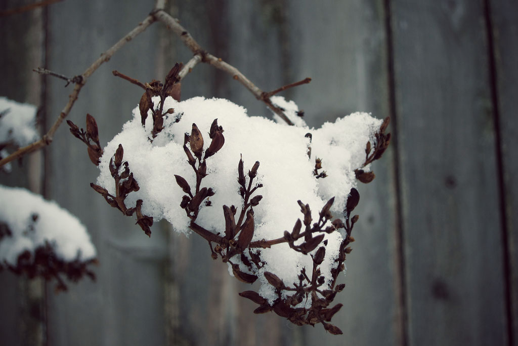 more snow dollops a clump of snow held up by a delicate branch in winter