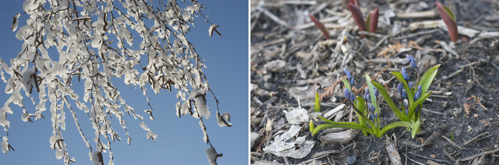 Images of Minnesota in spring an image of a snowy tree branch (left) and blooming flowers (right)