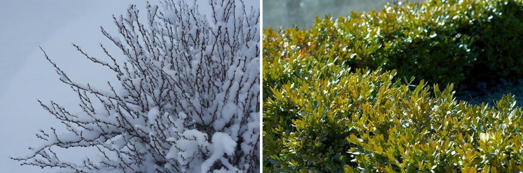 Images of Minnesota in spring bushes in springtime snow (left) and bushes in spring sunshine (right)