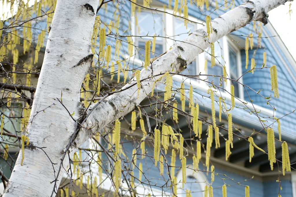 birch tree budding