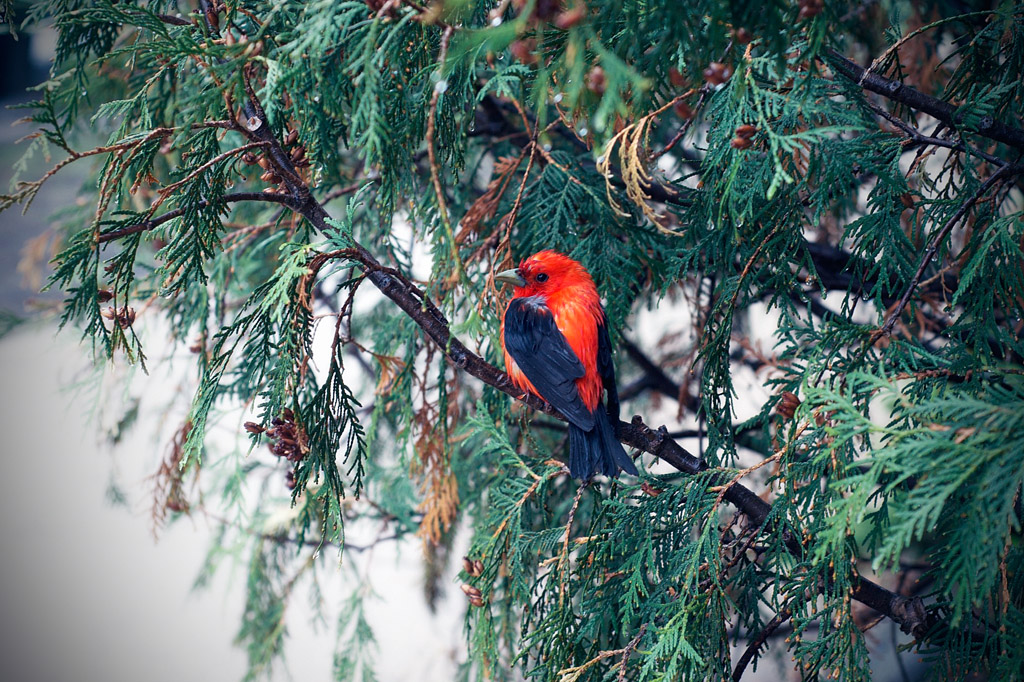 Scarlet Tanager