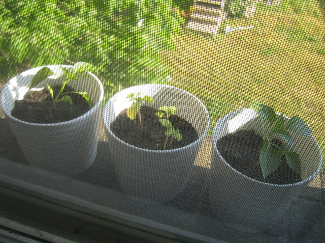 From left: Bell Pepper, Tomatillos, Bell Pepper
