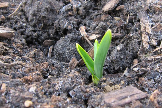 Garlic emerging from the soil