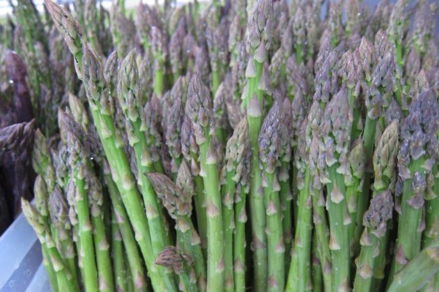 asparagus in spring