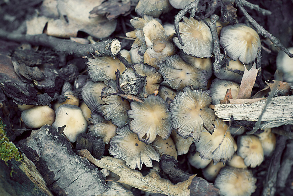 Minnesota mushrooms in spring