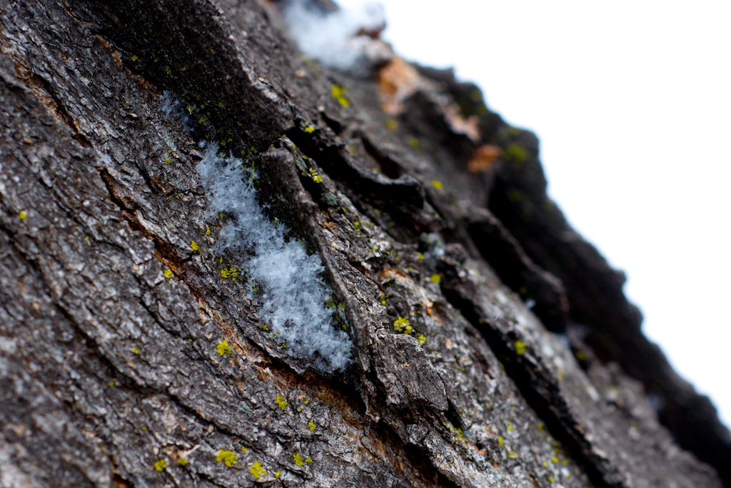 Fresh snow flakes clustered in tree bark